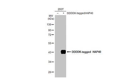 Anti-HAP40 antibody [HL2642] used in Western Blot (WB). GTX639098