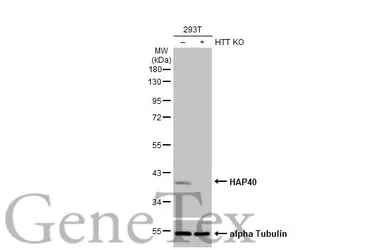 Anti-HAP40 antibody [HL2642] used in Western Blot (WB). GTX639098