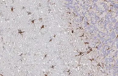 Anti-EphA3 antibody [HL2651] used in IHC (Paraffin sections) (IHC-P). GTX639110