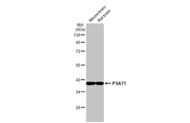 Anti-PSAT1 antibody [HL2663] used in Western Blot (WB). GTX639327