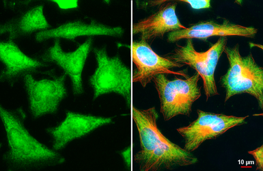 Anti-PSAT1 antibody [HL2663] used in Immunocytochemistry/ Immunofluorescence (ICC/IF). GTX639327