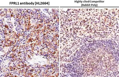 Anti-FPRL1 antibody [HL2664] used in IHC (Paraffin sections) (IHC-P). GTX639328