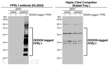 Anti-FPRL1 antibody [HL2664] used in Western Blot (WB). GTX639328