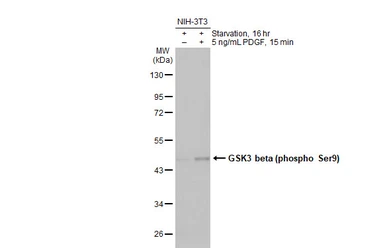 Anti-GSK3 beta (phospho Ser9) antibody [HL2671] used in Western Blot (WB). GTX639335