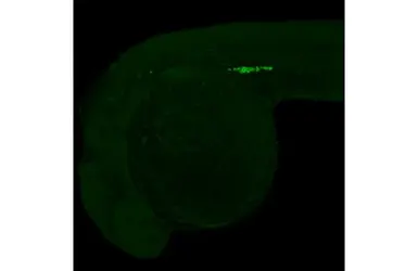 Anti-Vasa antibody [HL2485-MS] used in IHC (Whole mount) (IHC-Wm). GTX639347