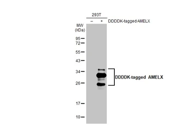 Anti-AMELX antibody [HL2683] used in Western Blot (WB). GTX639348