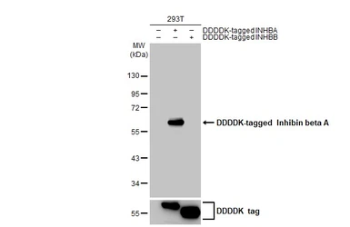 Anti-Inhibin beta A antibody [HL2696] used in Western Blot (WB). GTX639447