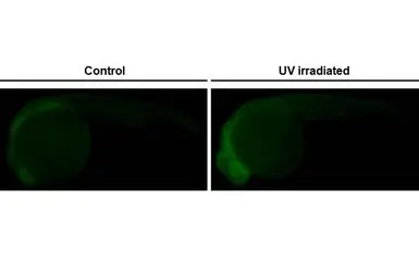 Anti-p53 antibody [HL2697] used in IHC (Whole mount) (IHC-Wm). GTX639448