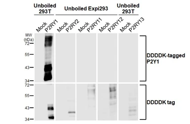 Anti-P2Y1 antibody [HL2702] used in Western Blot (WB). GTX639453