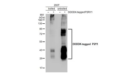 Anti-P2Y1 antibody [HL2702] used in Western Blot (WB). GTX639453