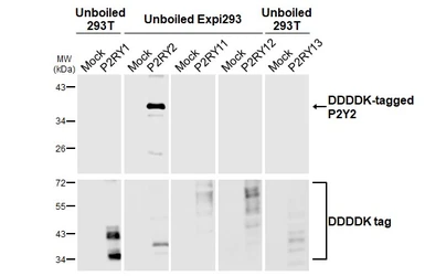 Anti-P2Y2 antibody [HL2704] used in Western Blot (WB). GTX639458