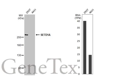 Anti-SETD1A antibody [HL2707] used in Western Blot (WB). GTX639461