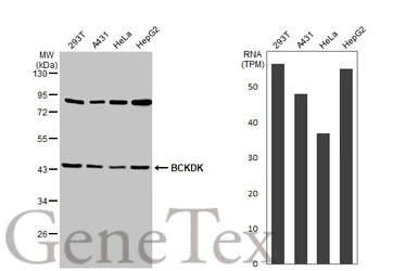Anti-BCKDK antibody [HL2710] used in Western Blot (WB). GTX639471