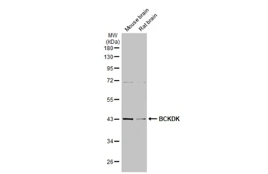 Anti-BCKDK antibody [HL2710] used in Western Blot (WB). GTX639471