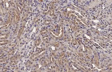 Anti-BCKDK antibody [HL2710] used in IHC (Paraffin sections) (IHC-P). GTX639471