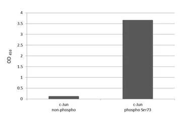 Anti-c-Jun (phospho Ser73) antibody [HL2713] used in  (). GTX639474
