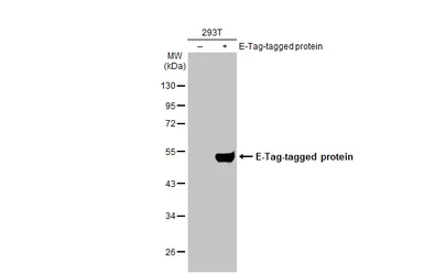 Anti-E tag antibody [HL2715] used in Western Blot (WB). GTX639476