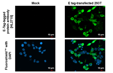 Anti-E tag antibody [HL2715] used in Immunocytochemistry/ Immunofluorescence (ICC/IF). GTX639476