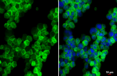 Anti-NKG2A antibody [HL2718] used in Immunocytochemistry/ Immunofluorescence (ICC/IF). GTX639545