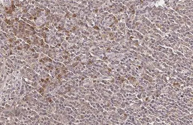 Anti-NKG2A antibody [HL2718] used in IHC (Paraffin sections) (IHC-P). GTX639545
