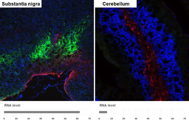 Anti-Tyrosine Hydroxylase antibody [HL2721] used in IHC (Frozen sections) (IHC-Fr). GTX639548