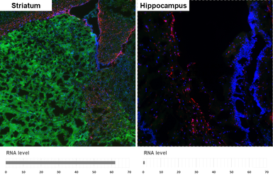 Anti-Tyrosine Hydroxylase antibody [HL2721] used in IHC (Frozen sections) (IHC-Fr). GTX639548