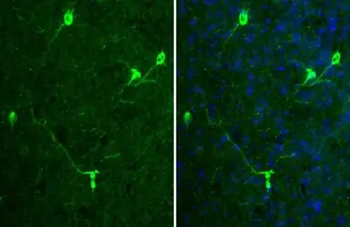 Anti-Tyrosine Hydroxylase antibody [HL2721] used in IHC (Frozen sections) (IHC-Fr). GTX639548
