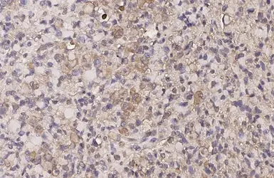 Anti-delta Opioid receptor antibody [HL2724] used in IHC (Paraffin sections) (IHC-P). GTX639551