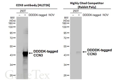 Anti-CCN3 antibody [HL2726] used in Western Blot (WB). GTX639554