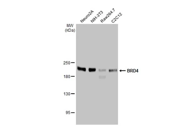 Anti-BRD4 antibody [HL2729] used in Western Blot (WB). GTX639557