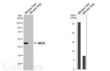 Anti-MCD antibody [HL2738] used in Western Blot (WB). GTX639567