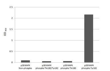 Anti-p38 MAPK (phospho Tyr182) antibody [HL2740] used in  (). GTX639569