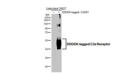 Anti-C3a Receptor antibody [HL2744] used in Western Blot (WB). GTX639573