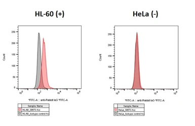 Anti-C3a Receptor antibody [HL2744] used in Flow cytometry (FCM). GTX639573