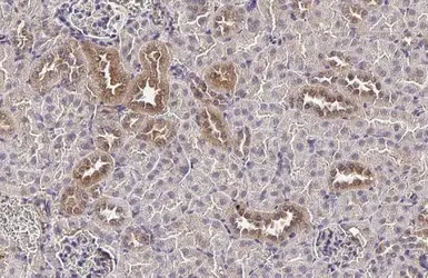 Anti-TMPRSS2 antibody [HL2759] used in IHC (Paraffin sections) (IHC-P). GTX639624