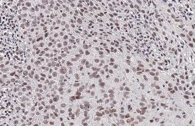Anti-CREB (phospho Ser133) antibody [HL2776] used in IHC (Paraffin sections) (IHC-P). GTX639641