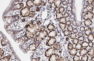 Anti-SCAP antibody [HL2796] used in IHC (Paraffin sections) (IHC-P). GTX639684