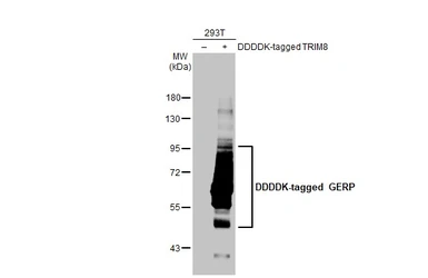 Anti-GERP antibody [HL2797] used in Western Blot (WB). GTX639685