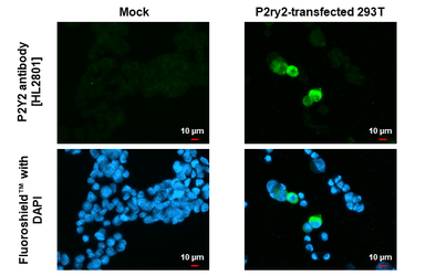 Anti-P2Y2 antibody [HL2801] used in Immunocytochemistry/ Immunofluorescence (ICC/IF). GTX639689