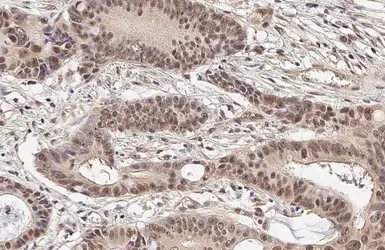 Anti-Mre11 antibody [HL1386-MS] used in IHC (Paraffin sections) (IHC-P). GTX639690