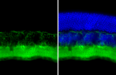 Anti-Tau antibody [HL2802] used in IHC (Frozen sections) (IHC-Fr). GTX639694