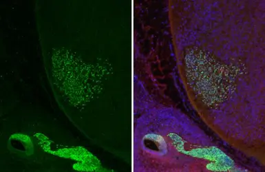 Anti-Islet 1 antibody [HL2807] used in IHC (Paraffin sections) (IHC-P). GTX639917