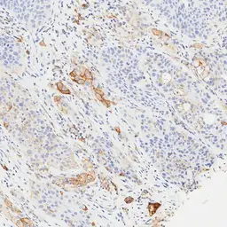 Anti-PD-L1 antibody [H302] HistoMAX&trade; used in IHC (Paraffin sections) (IHC-P). GTX639925