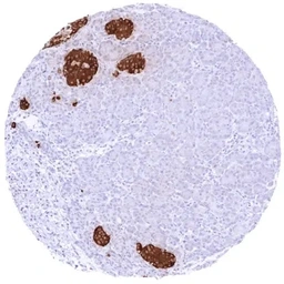 Anti-Insulin antibody [HMV308] HistoMAX&trade; used in IHC (Paraffin sections) (IHC-P). GTX639932