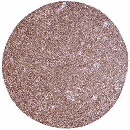 Anti-CD32B antibody [HMV315] HistoMAX&trade; used in IHC (Paraffin sections) (IHC-P). GTX639939