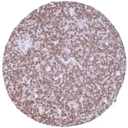 Anti-CD32B antibody [HMV315] HistoMAX&trade; used in IHC (Paraffin sections) (IHC-P). GTX639939