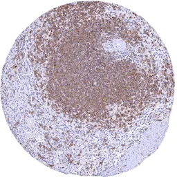 Anti-CD32B antibody [HMV315] HistoMAX&trade; used in IHC (Paraffin sections) (IHC-P). GTX639939