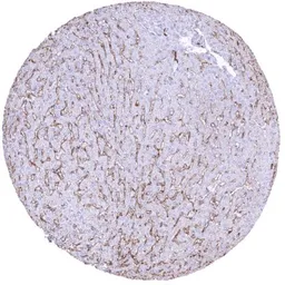 Anti-CD32B antibody [HMV315] HistoMAX&trade; used in IHC (Paraffin sections) (IHC-P). GTX639939