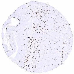 Anti-HMGB1 antibody [HMV317] HistoMAX&trade; used in IHC (Paraffin sections) (IHC-P). GTX639941
