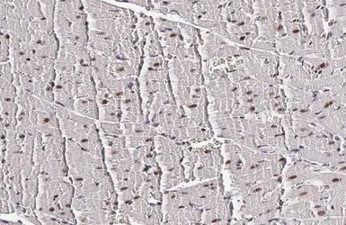 Anti-MEF2C antibody [HL2811] used in IHC (Paraffin sections) (IHC-P). GTX639952